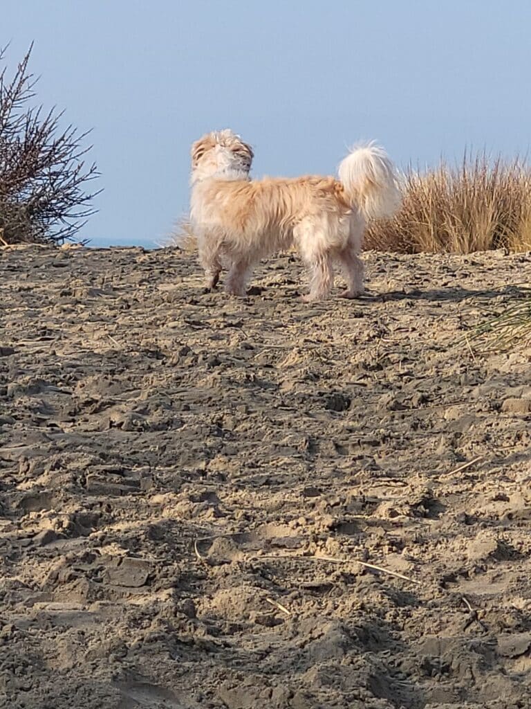 HJ in de duinen